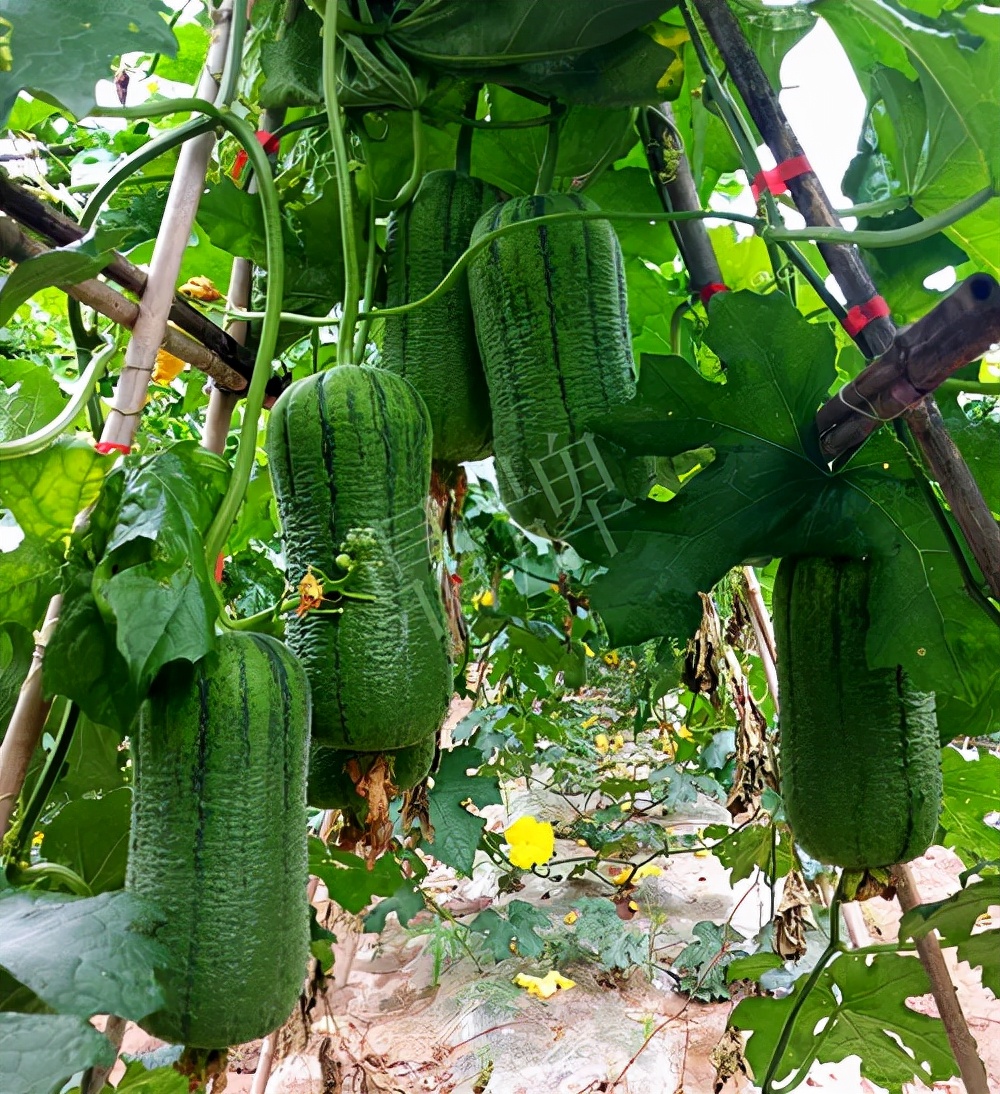 臺(tái)州的曾方明試種新品種，畝收入超過(guò)6萬(wàn)元