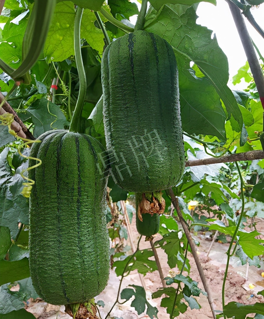 臺(tái)州的曾方明試種新品種，畝收入超過(guò)6萬(wàn)元