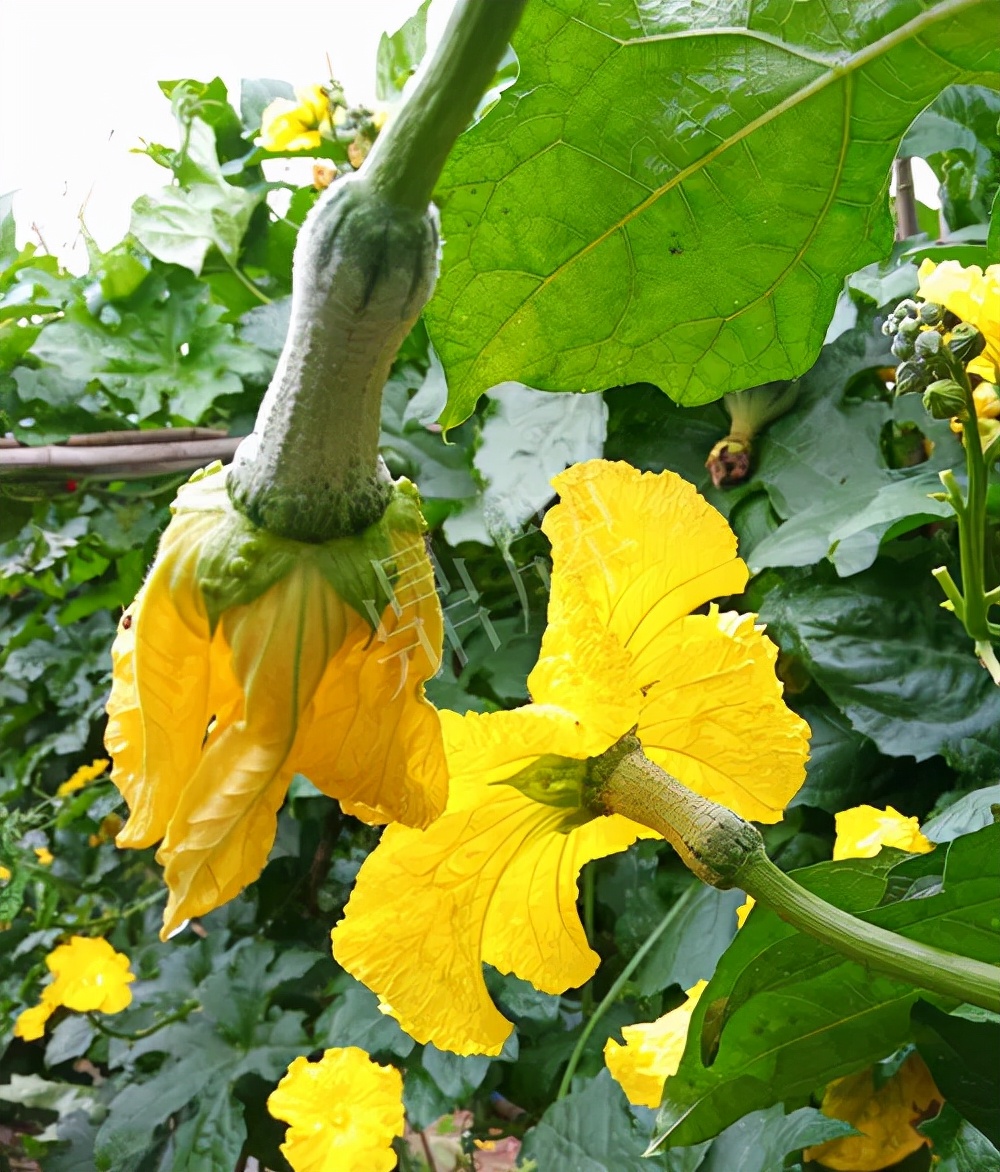 臺(tái)州的曾方明試種新品種，畝收入超過(guò)6萬(wàn)元