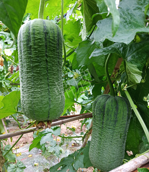 臺(tái)州的曾方明試種新品種，畝收入超過(guò)6萬(wàn)元