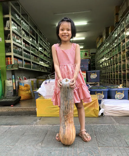 四川農(nóng)戶今年種“健美蜜本”南瓜產(chǎn)量高，品質(zhì)好，感覺巴適得很