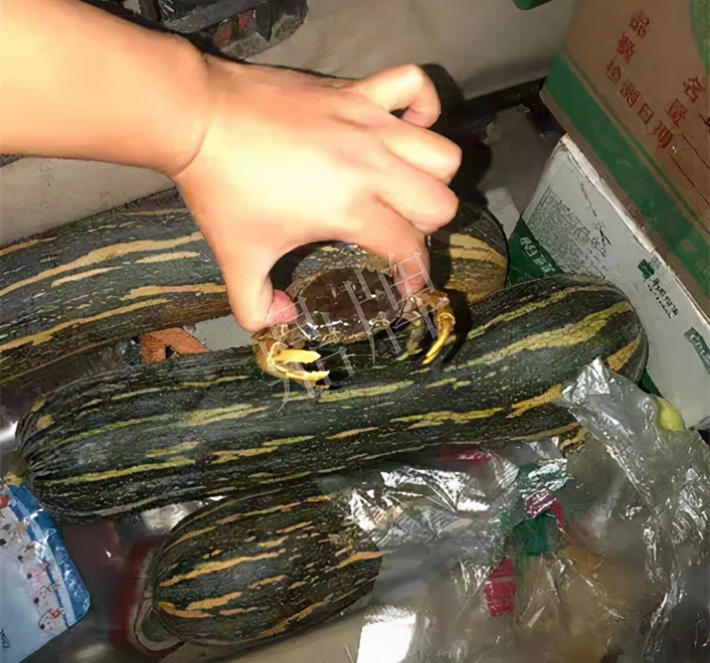 四川農(nóng)戶今年種“健美蜜本”南瓜產(chǎn)量高，品質(zhì)好，感覺巴適得很