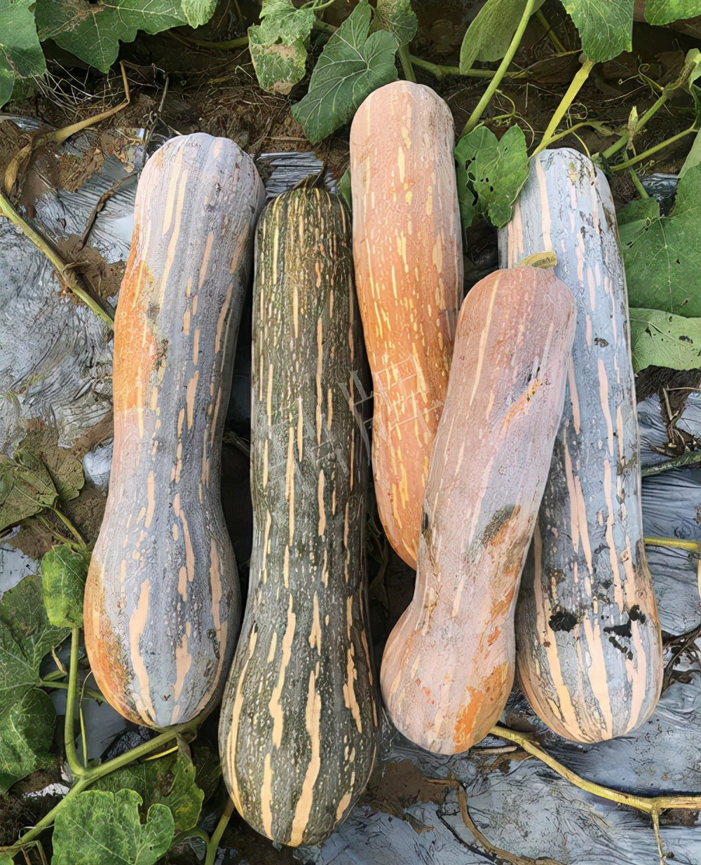 四川農(nóng)戶今年種“健美蜜本”南瓜產(chǎn)量高，品質(zhì)好，感覺巴適得很