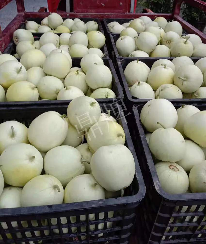 其他品種的甜瓜2塊1斤都賣不動，我的玉奶香2號甜瓜2塊5直接搶