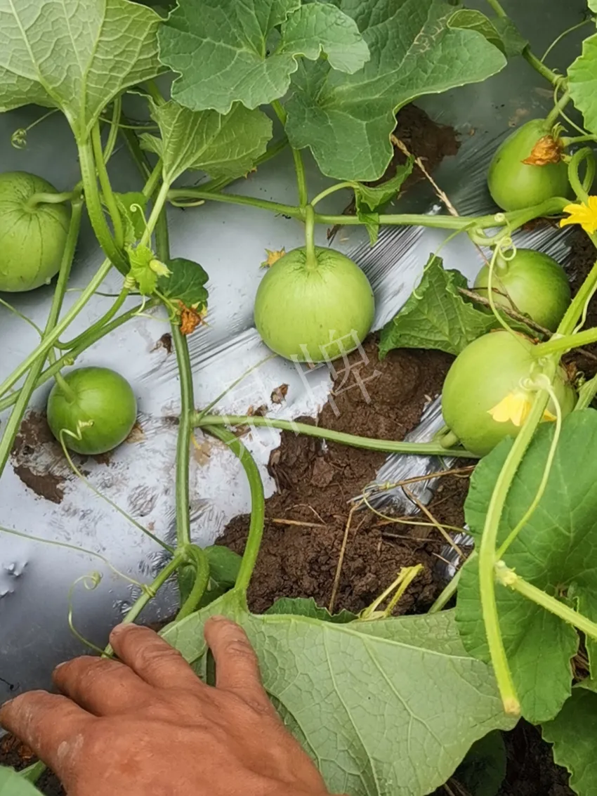 其他品種的甜瓜2塊1斤都賣不動，我的玉奶香2號甜瓜2塊5直接搶