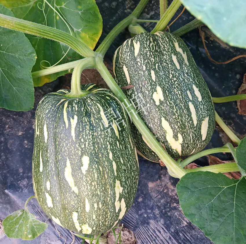 襄陽農(nóng)民“押寶”押對了，這個(gè)品種幫他賺了2倍錢