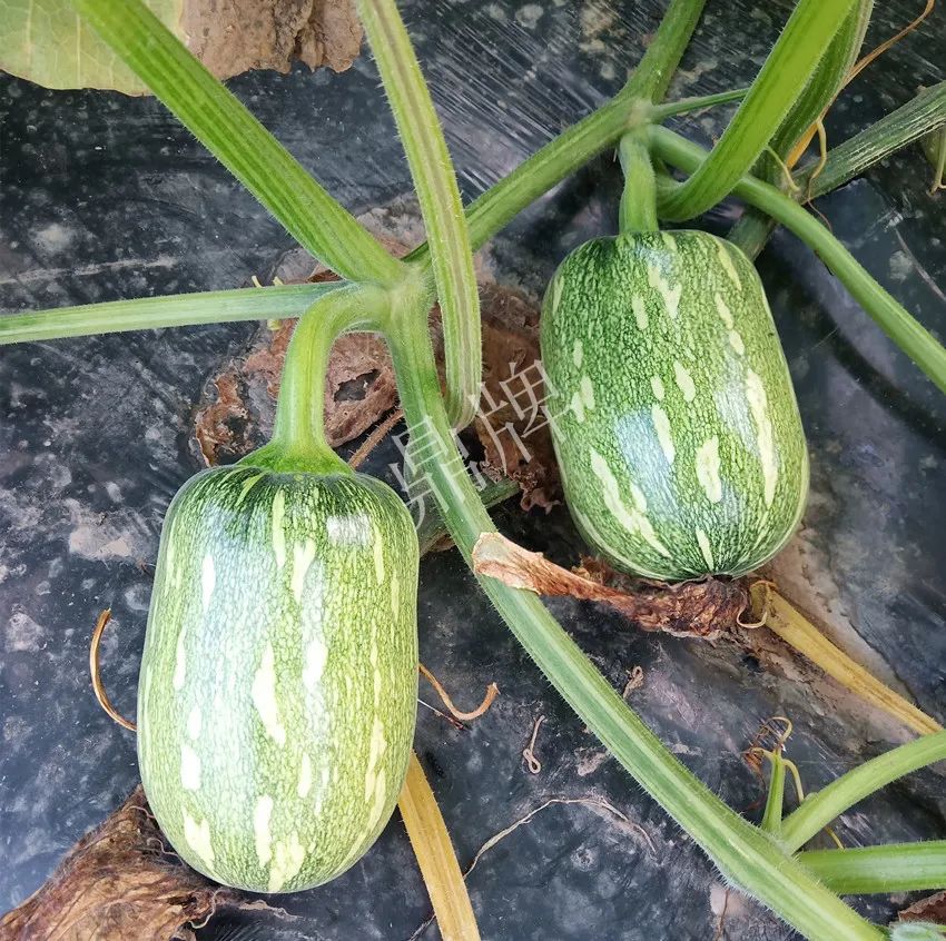 襄陽農(nóng)民“押寶”押對了，這個(gè)品種幫他賺了2倍錢