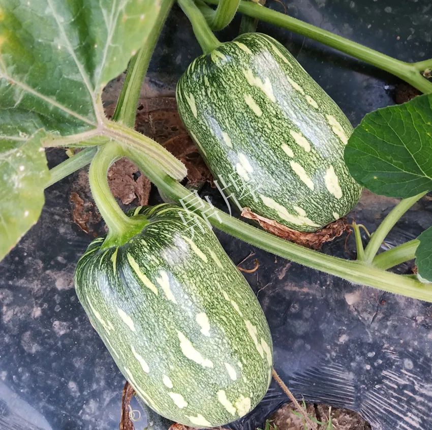 襄陽農(nóng)民“押寶”押對了，這個(gè)品種幫他賺了2倍錢