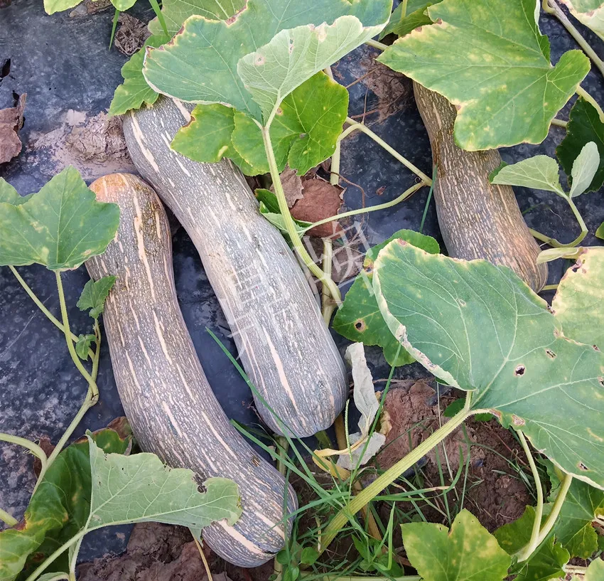 岳陽王大年打工多年，選擇回家種南瓜，今年還增加了50畝地