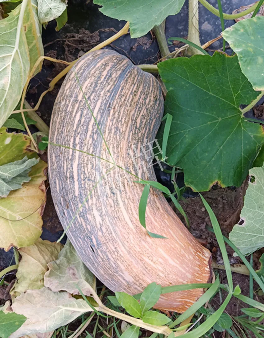 岳陽王大年打工多年，選擇回家種南瓜，今年還增加了50畝地