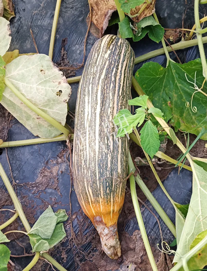 岳陽王大年打工多年，選擇回家種南瓜，今年還增加了50畝地