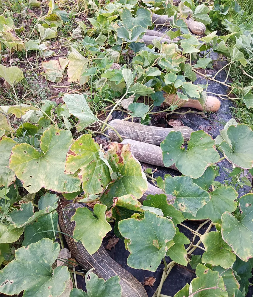 岳陽王大年打工多年，選擇回家種南瓜，今年還增加了50畝地