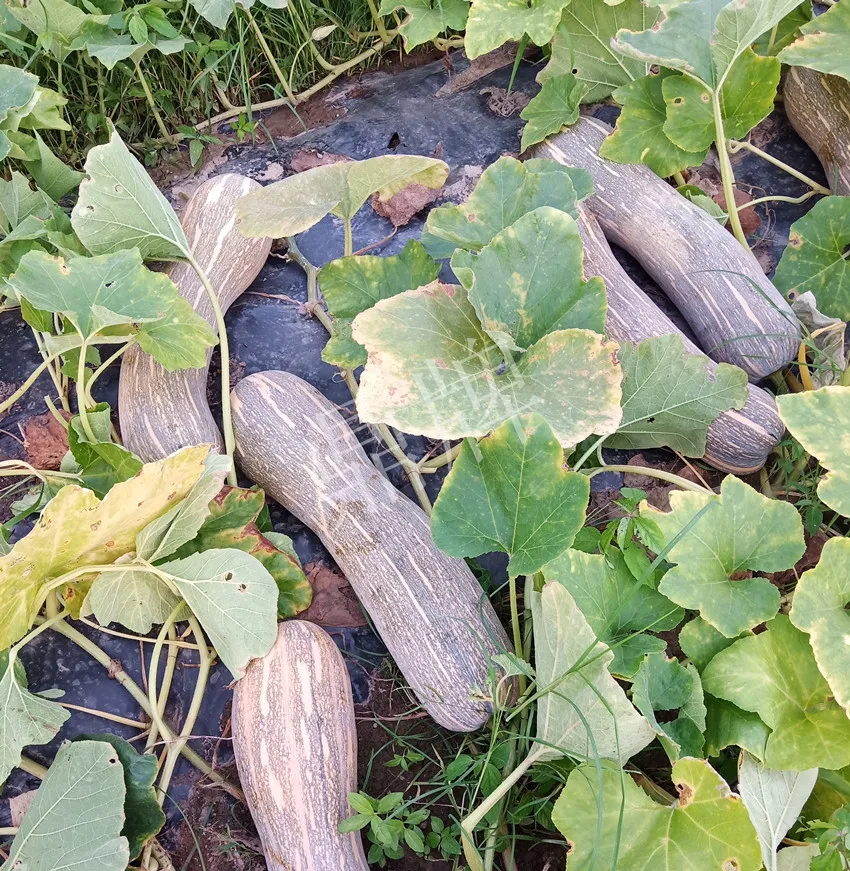 岳陽王大年打工多年，選擇回家種南瓜，今年還增加了50畝地