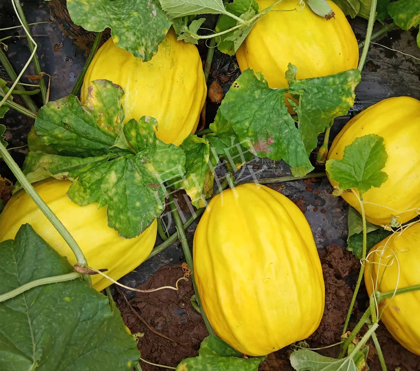 婁底瓜農(nóng)純賺50萬，我這個“張大膽”榮光了一把