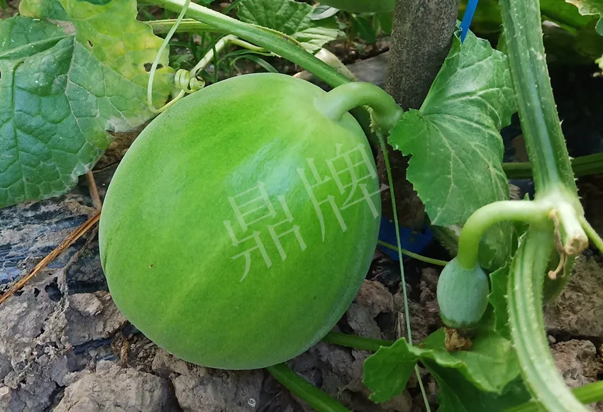 婁底瓜農(nóng)純賺50萬，我這個“張大膽”榮光了一把