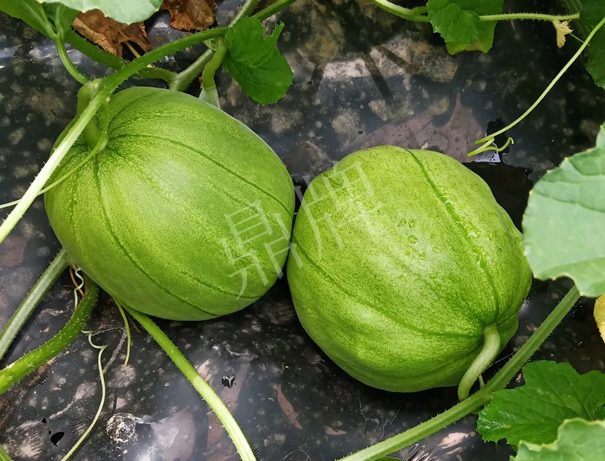 婁底瓜農(nóng)純賺50萬，我這個“張大膽”榮光了一把