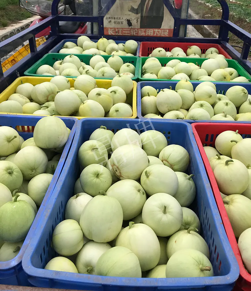 郴州農(nóng)戶種植新品種，果實又香又甜，很好賣