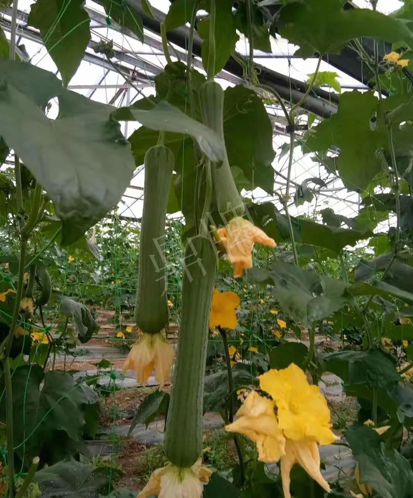 鎮(zhèn)江的何青萍，在法國種植“優(yōu)比1號”每公斤24元