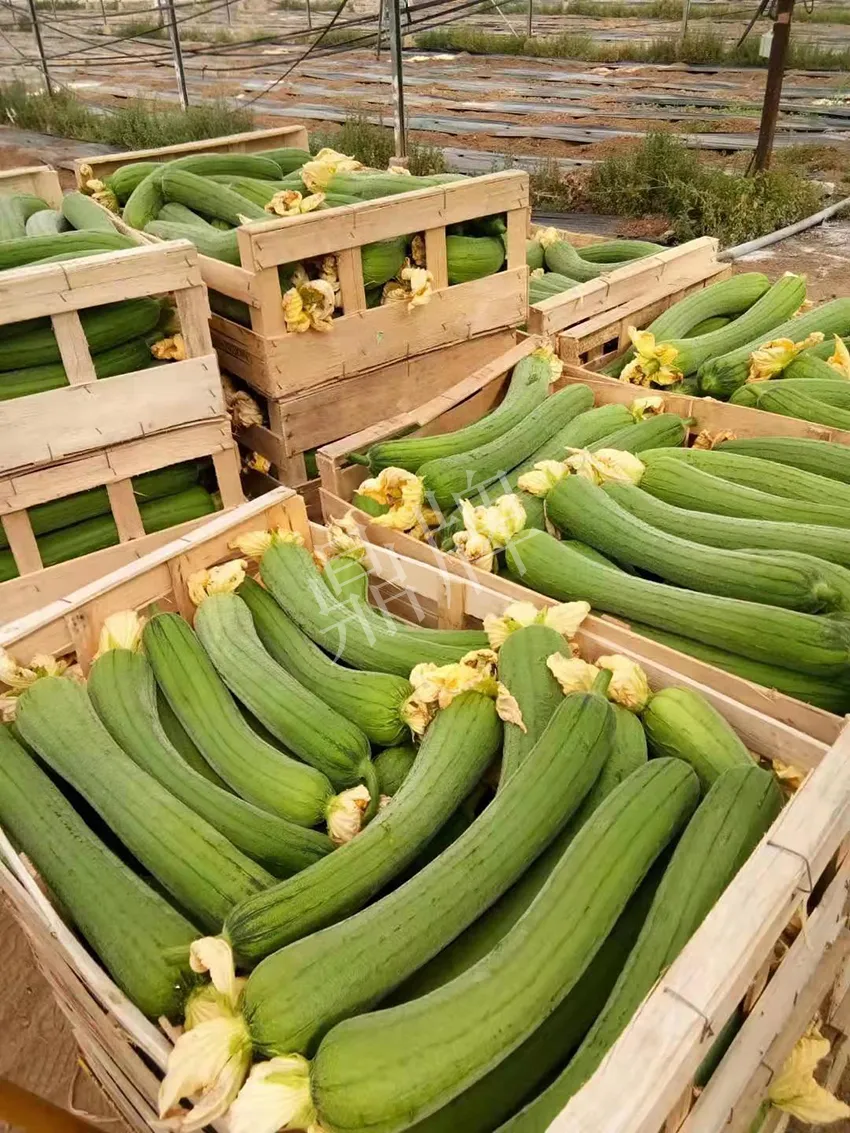 鎮(zhèn)江的何青萍，在法國種植“優(yōu)比1號”每公斤24元