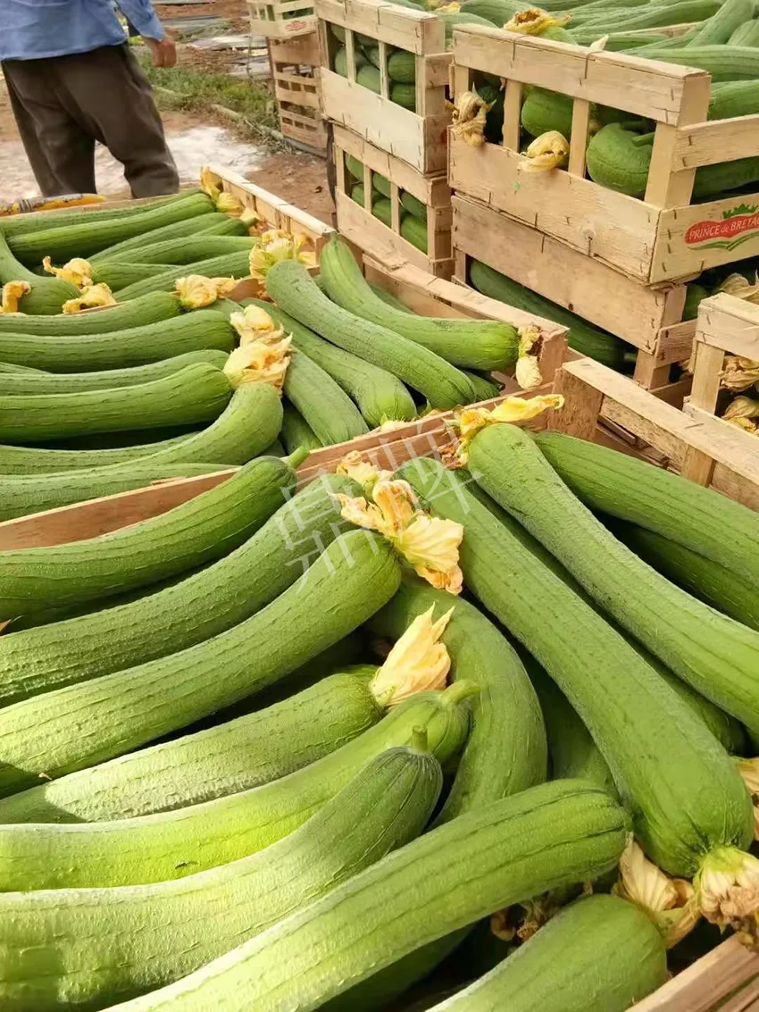 鎮(zhèn)江的何青萍，在法國種植“優(yōu)比1號”每公斤24元