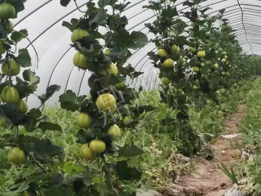 一株坐果15個，6元1斤，好賣得很