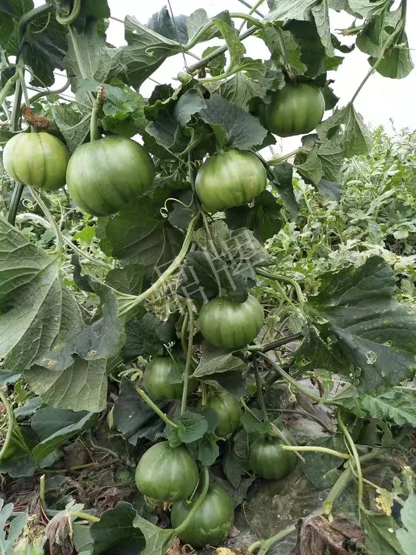 一株坐果15個，6元1斤，好賣得很