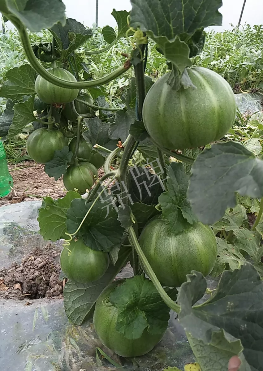 一株坐果15個，6元1斤，好賣得很