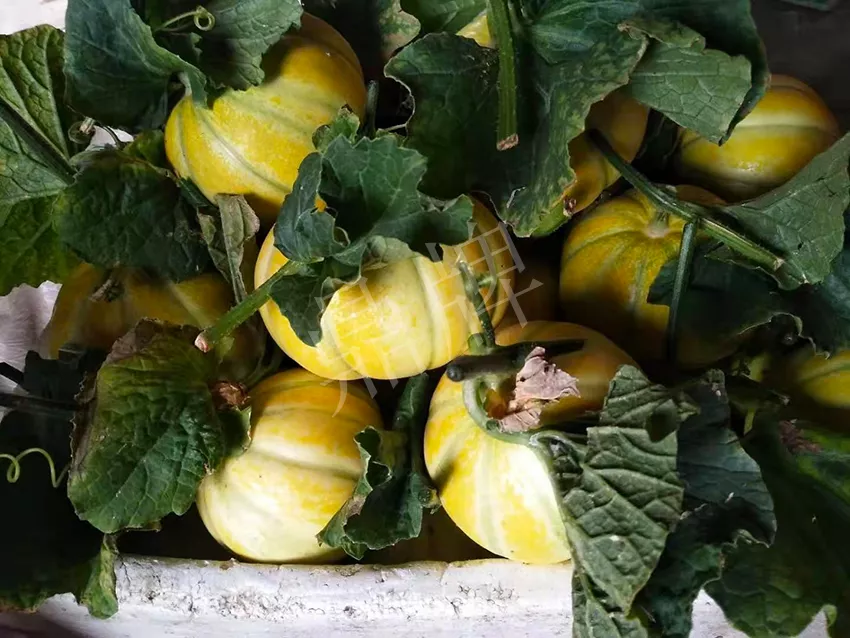 一株坐果15個，6元1斤，好賣得很