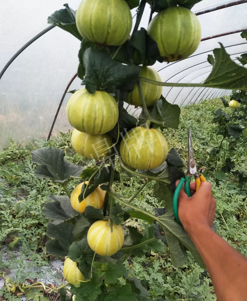 一株坐果15個，6元1斤，好賣得很