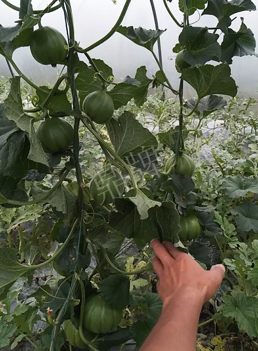 一株坐果15個，6元1斤，好賣得很