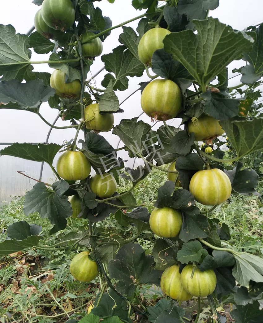 一株坐果15個，6元1斤，好賣得很