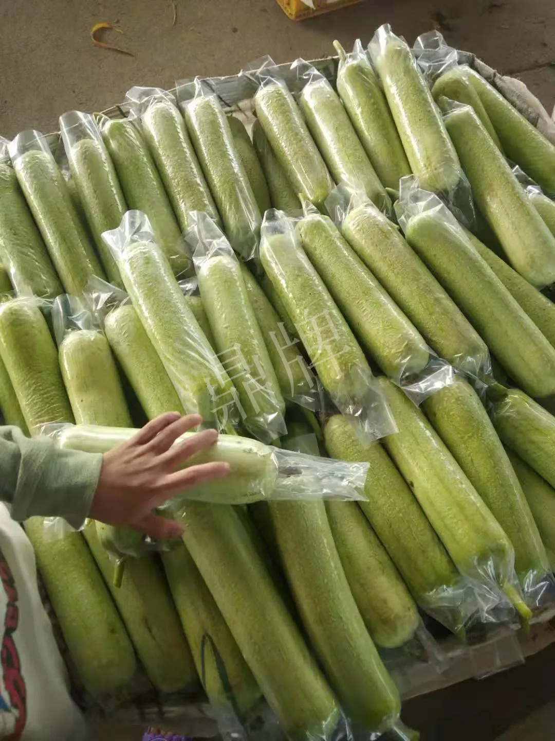 這個絲瓜每畝能掙3萬，沒種植的農(nóng)戶后悔得拍大腿