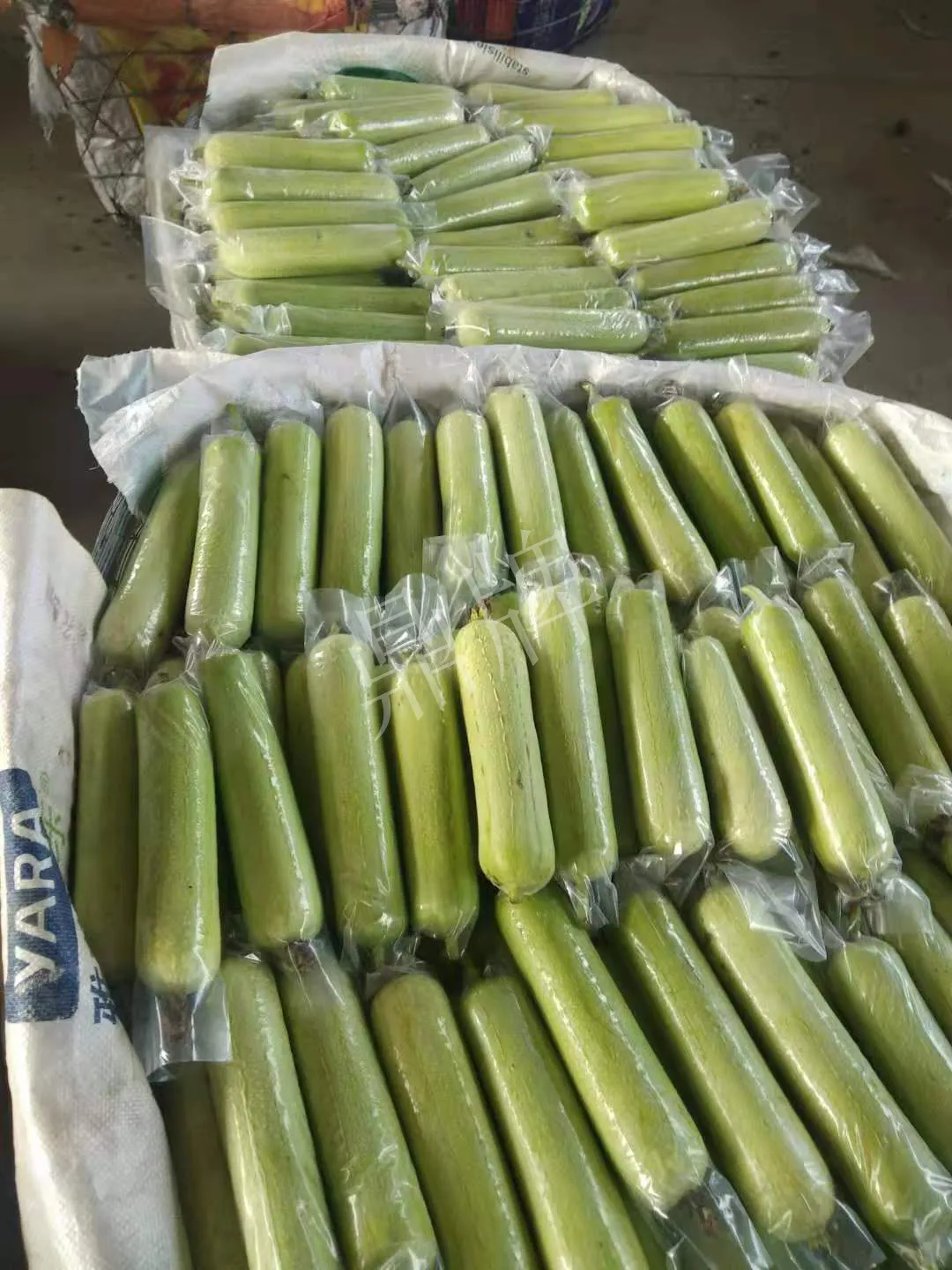 這個絲瓜每畝能掙3萬，沒種植的農(nóng)戶后悔得拍大腿