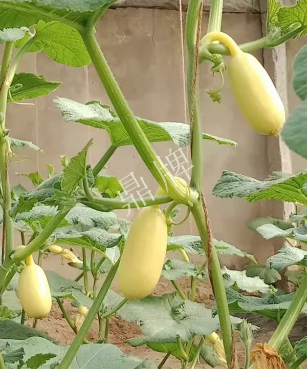 河南3月中旬就上市的“黃金筍瓜”，能買到14元/斤