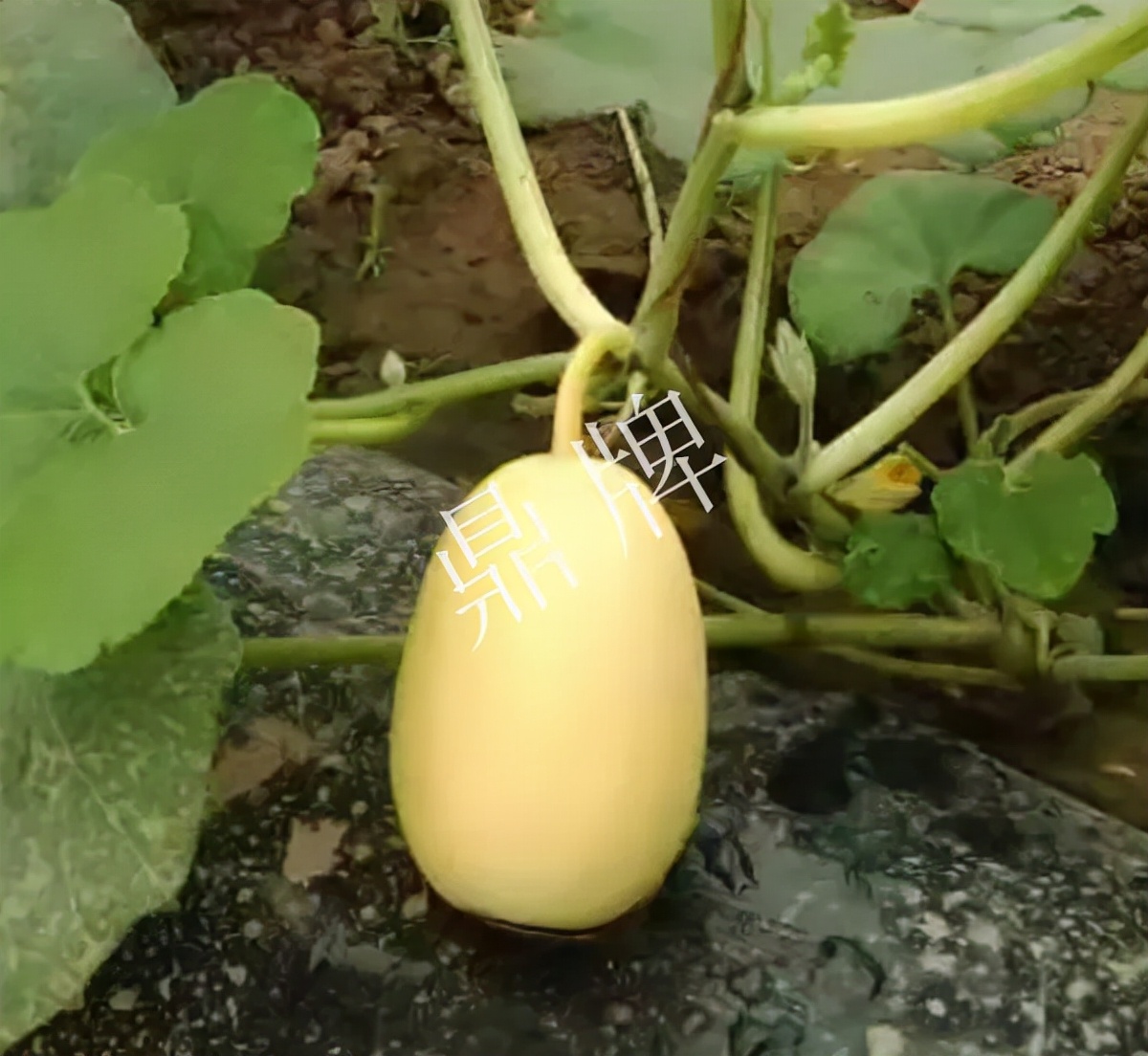 河南3月中旬就上市的“黃金筍瓜”，能買到14元/斤