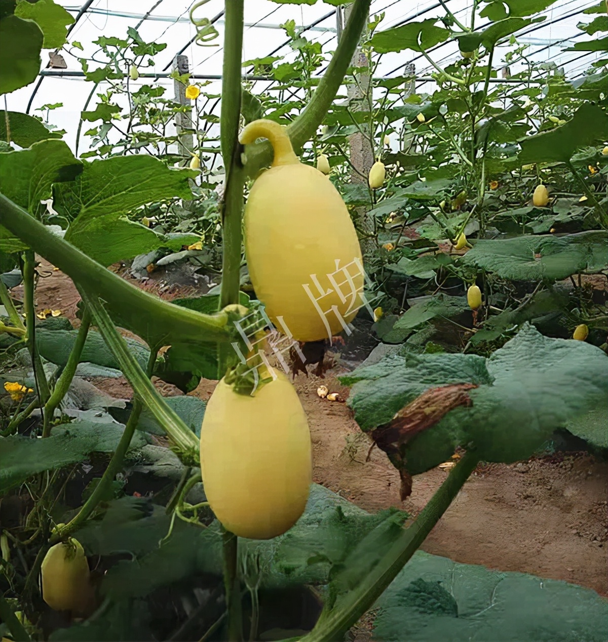 河南3月中旬就上市的“黃金筍瓜”，能買到14元/斤