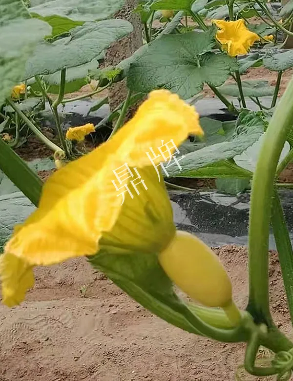 河南3月中旬就上市的“黃金筍瓜”，能買到14元/斤