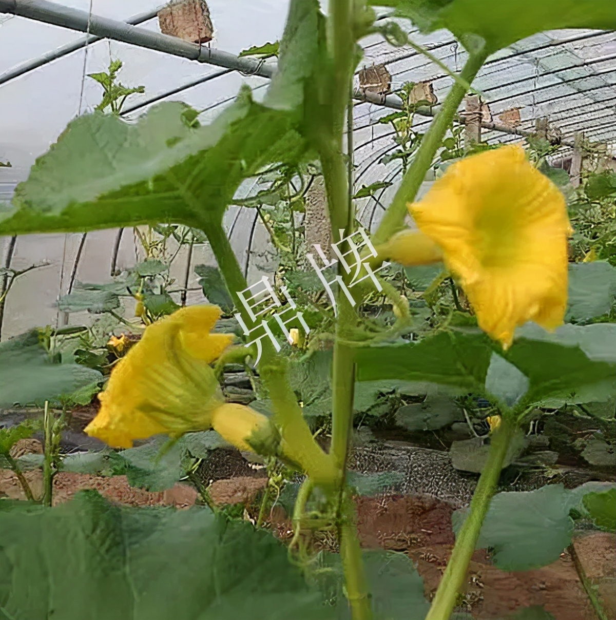 河南3月中旬就上市的“黃金筍瓜”，能買到14元/斤