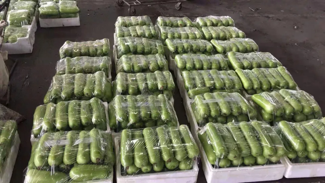 這個品種上市早，價格好！我連續(xù)種了三年，滿意