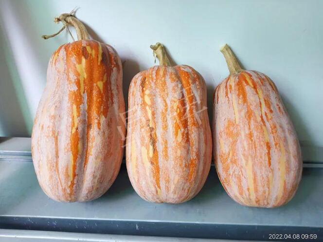 蔬菜種子種植戶(hù)客戶(hù)點(diǎn)評(píng)-去年的南瓜，放到現(xiàn)在還完好！能賣(mài)什么價(jià)？