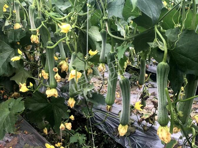 蔬菜種子種植戶客戶點(diǎn)評-這個絲瓜品種，找不到競爭對手……