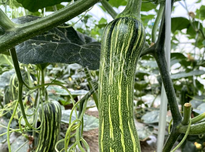 蔬菜種子種植戶客戶點(diǎn)評-打破常規(guī)，我的南瓜賣7元1斤……