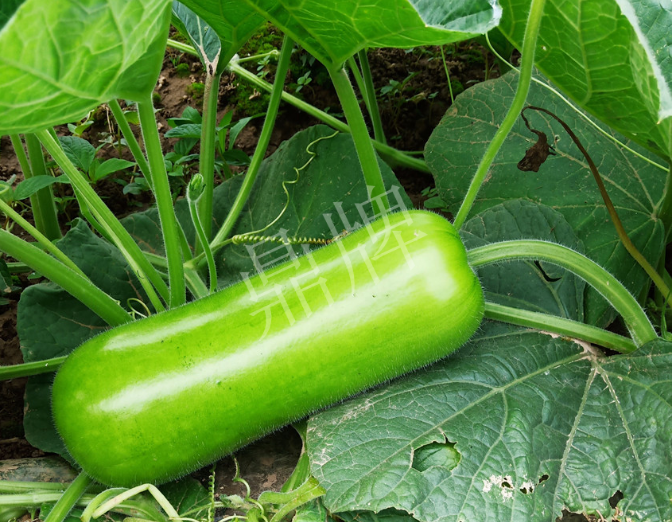 蔬菜種子種植戶客戶點(diǎn)評-牛逼！我露地栽培的瓠瓜，比別人大棚的還早上市！