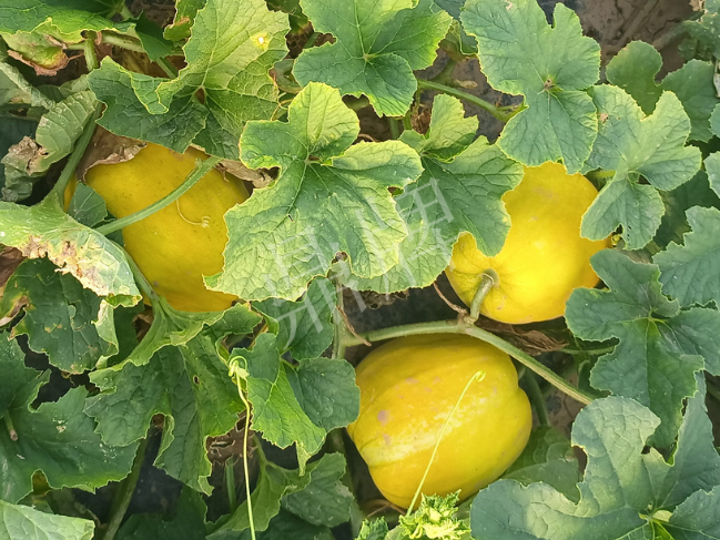 蔬菜種子種植戶客戶點(diǎn)評-種它！種它！高溫季節(jié)就種它！