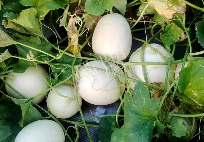 蔬菜種子種植戶客戶點(diǎn)評-巴適，巴適，這個甜瓜太巴適了！