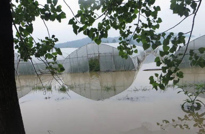 蔬菜種子種植戶客戶點(diǎn)評-可惜了！我的甜瓜被水淹了，還有救嗎？