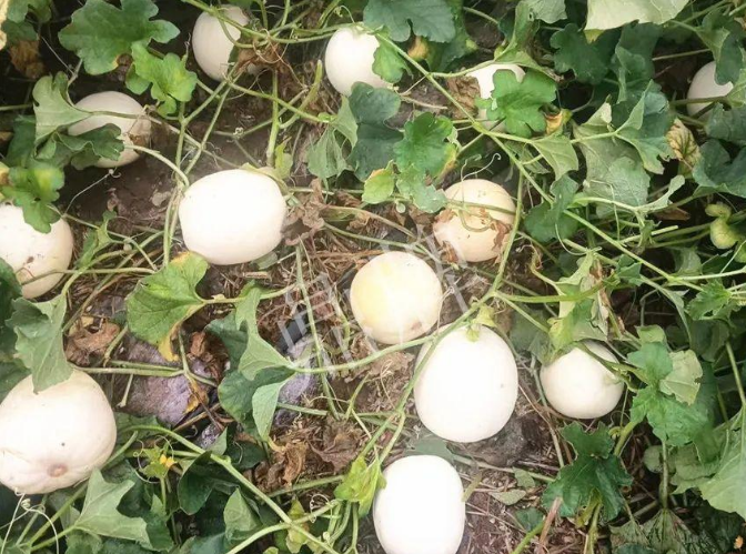 蔬菜種子種植戶客戶點(diǎn)評-什么？這個白皮甜瓜紅得發(fā)紫？