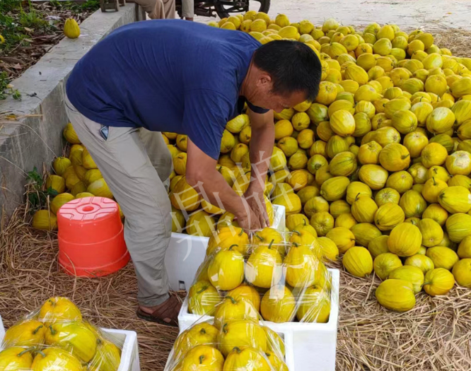 蔬菜種子種植戶客戶點(diǎn)評-這個品種抗性強(qiáng)、口感好，為我的合作社帶來了高收入!