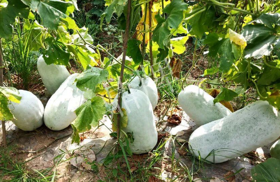 蔬菜種子種植戶客戶點評-驚訝！炎炎烈日下，小孩大聲喊：“大雪球！大雪球……”怎樣一回事？