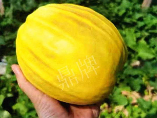 蔬菜種子種植戶客戶點評-我的甜瓜賣20元1市斤，與大家分享…